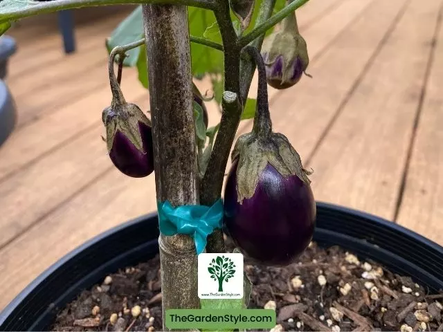 eggplant plant from cutting