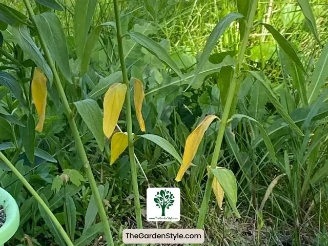 environmental stressors yellowing leaves milkweed