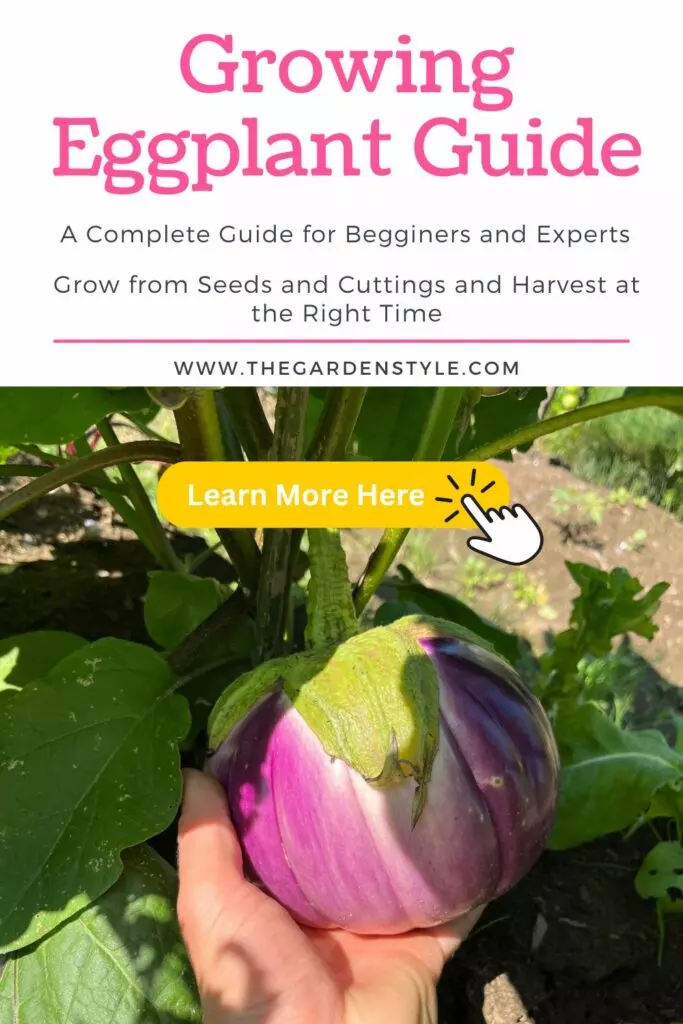 growing eggplant guide for beginners and experts