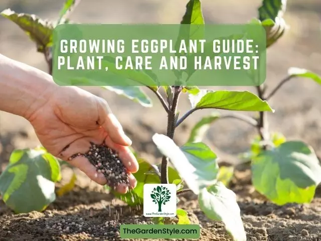 growing eggplant guide plant care and harvest