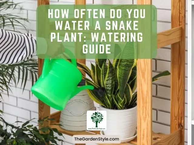 how often do you water a snake plant watering guide