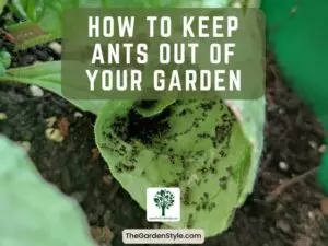 how to keep ants out of your garden