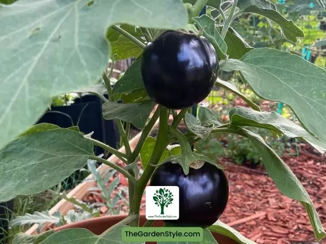 how to plant eggplant step by step