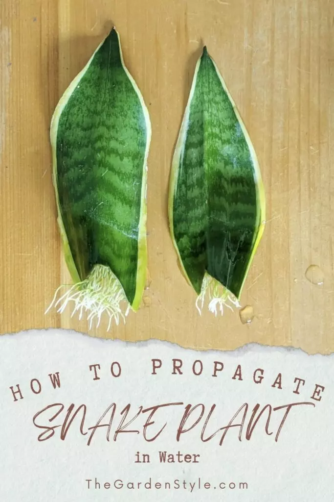 how to propagate snake plant in water