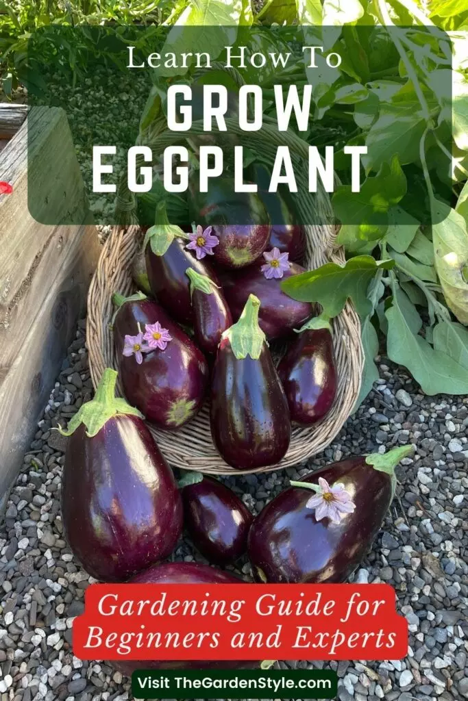 learn how to grow eggplant