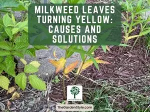 milkweed leaves turning yellow causes and how to fix it