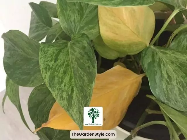 nutrient deficiency pothos leaves