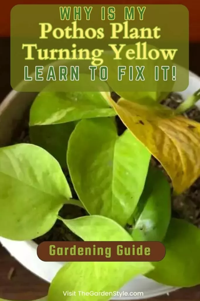 pothos leaves turning yellow gardening guide