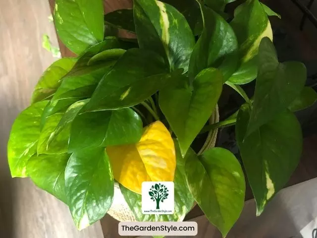 pothos plant with yellow leaves