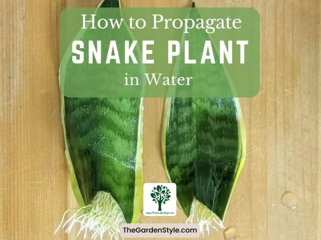 propagate a snake plant in water step by step guide