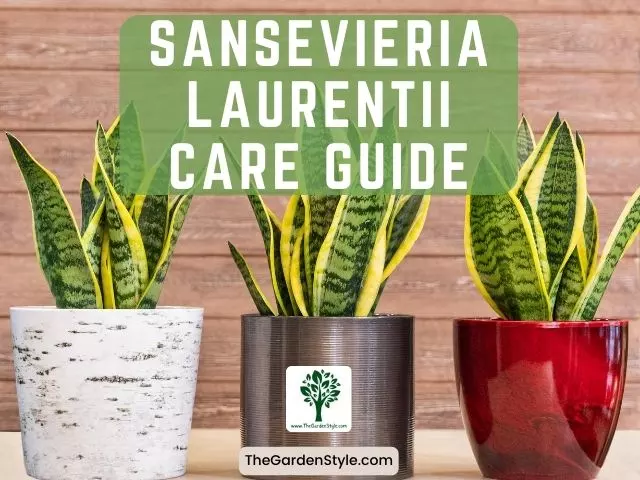 sansevieria laurentii care tips and tricks for healthy growth