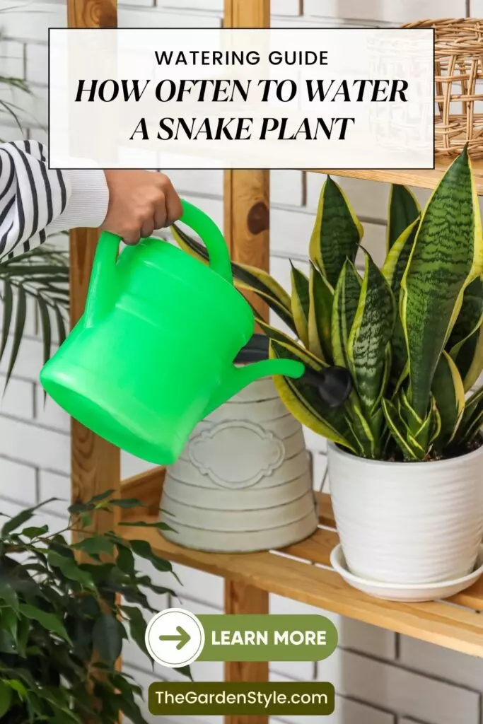 signs your snake plant needs water