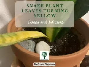 snake plant leaves turning yellow causes and solutions