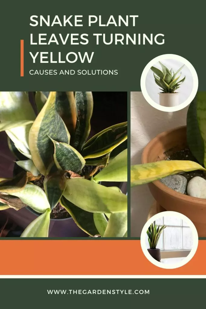 snake plant leaves turning yellow guide