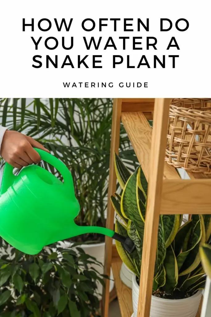 watering best practices snake plant