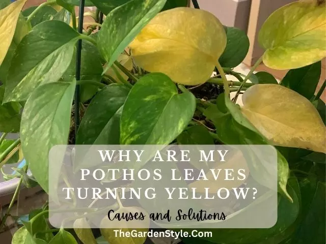 why are my pothos leaves turning yellow guide