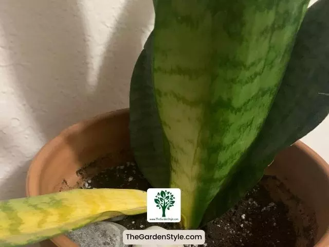 why are my snake plant leaves turning yellow