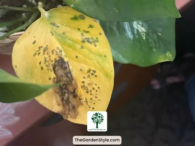 yellow leaves on pothos due to pests and diseases