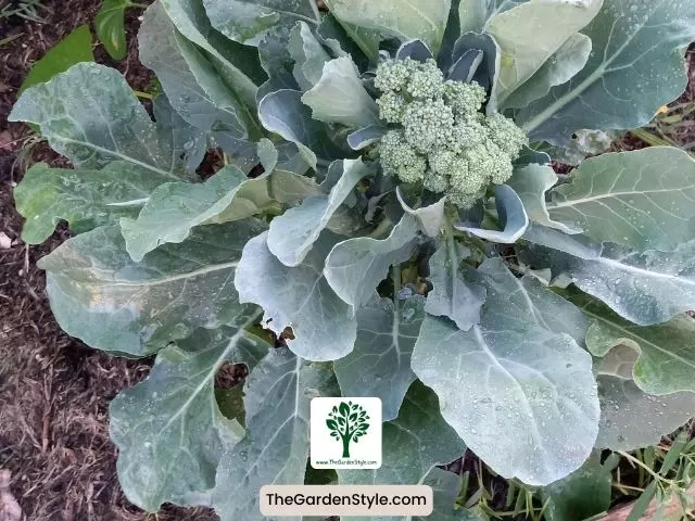 broccoli plant in garden