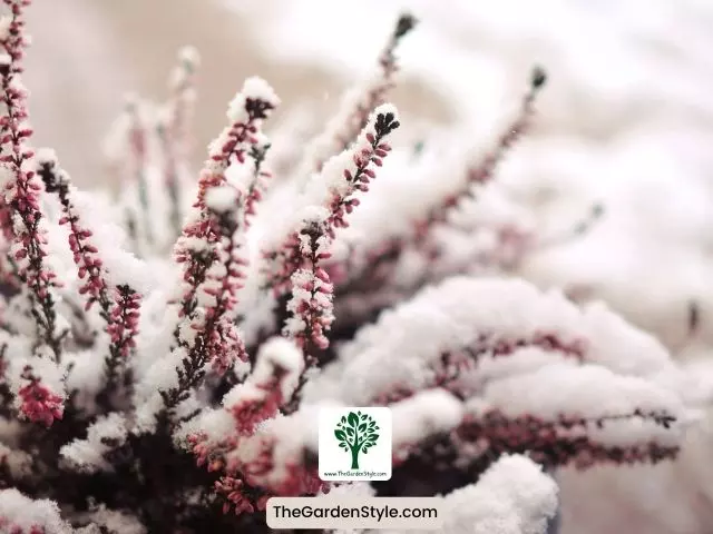 calluna vulgaris in snow