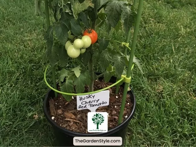 cherry tomatoes in a pot