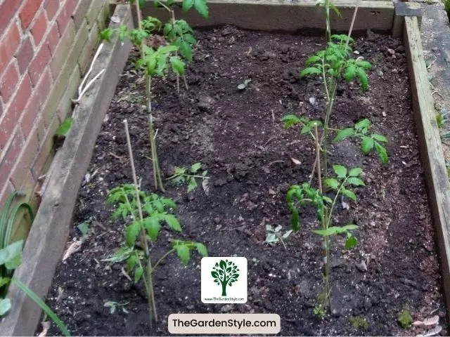 choose the right location to plant tomato seedlings