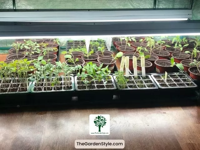choosing containers for tomato seedlings