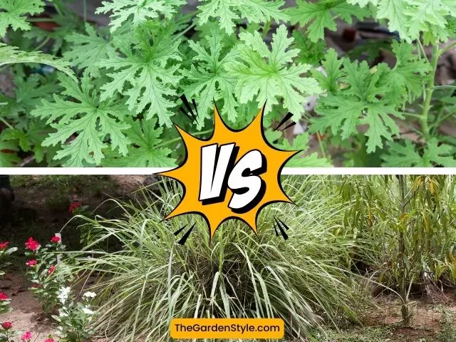 comparing citronella plant vs citronella grass types of citronella plants