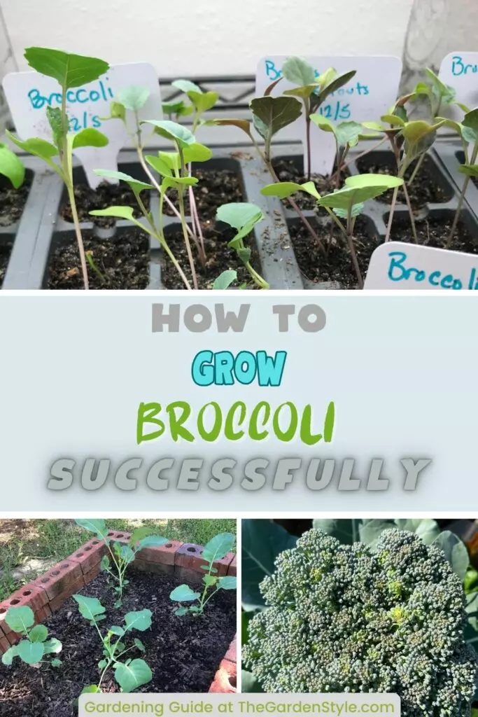 growing broccoli step by step