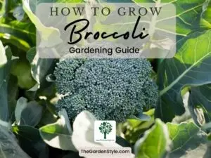 how to grow broccoli gardening guide