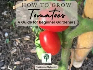 how to grow tomatoes a guide for beginner gardeners
