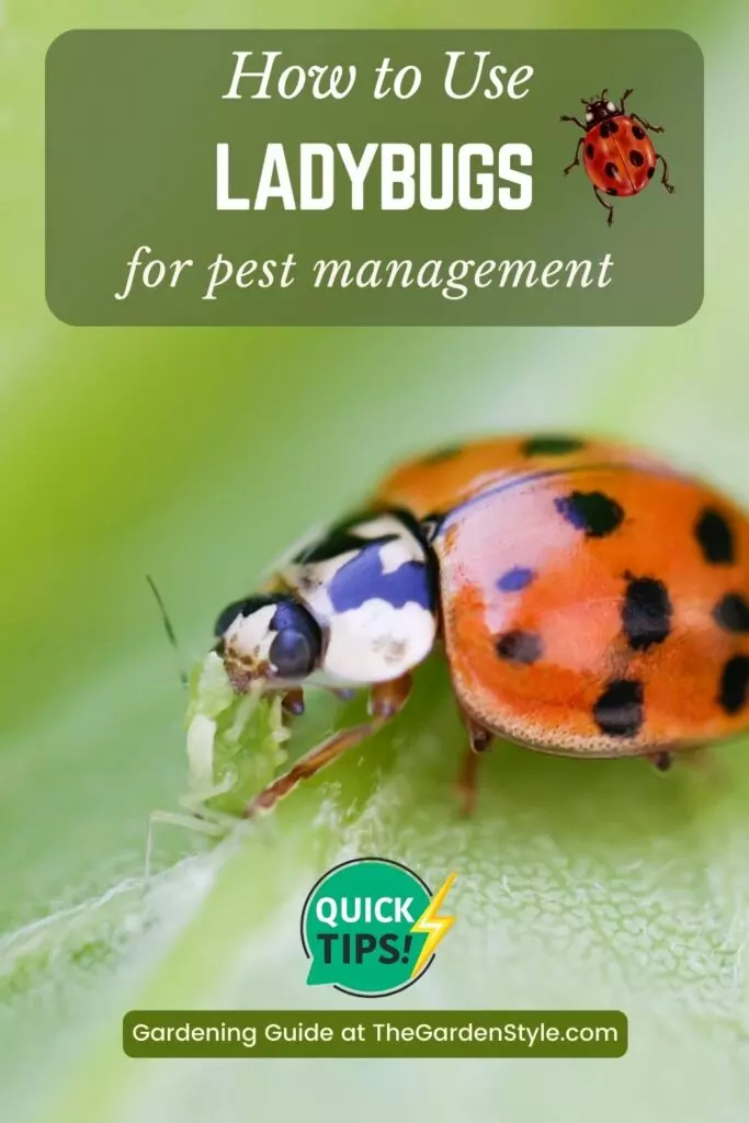 how to use ladybugs for pest management