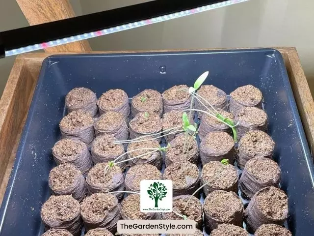 led grow light to start seeds indoors