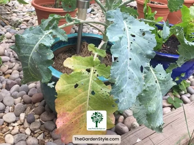 pests and diseases broccoli 