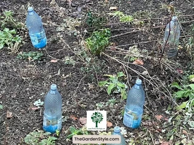 plastic bottles protect plants from frost