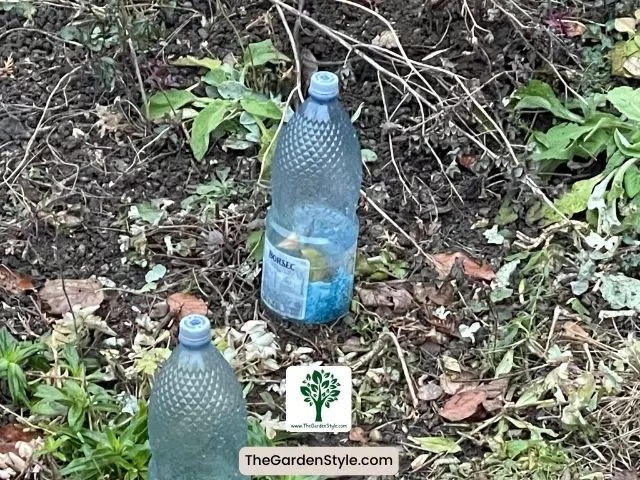 protecting plants with plastic bottles from frost