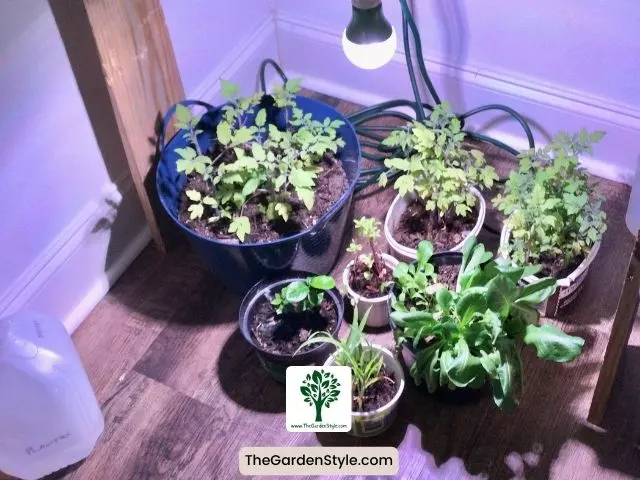 regrowing tomatoes for kitchen scraps