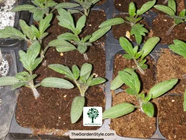 tomato seedlings in a tray