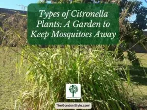 types of citronella plants a garden to keep mosquitoes away