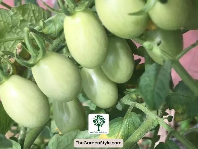 unripe tomatoes in a vine
