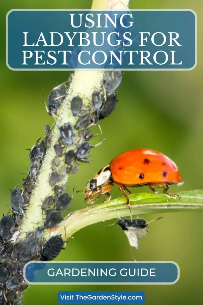 using ladybugs for pest control