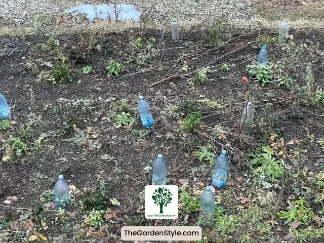 using plastic bottles to protect plants