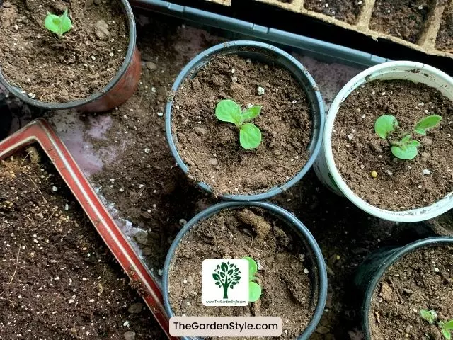when to start seeds indoors