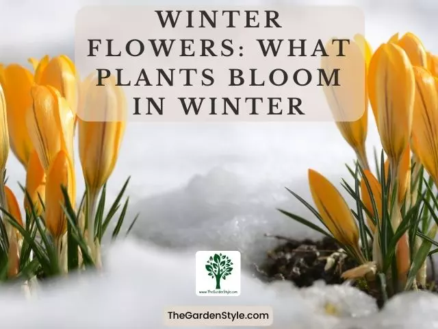 winter flowers what plants bloom in winter