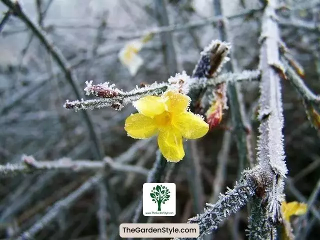winter jasmine flowers that bloom in winter