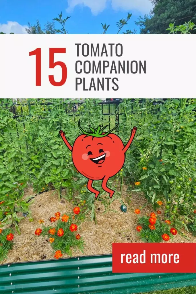 15 tomato companion plants