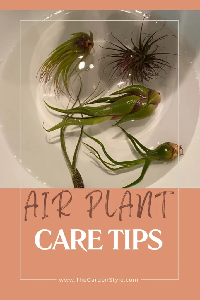air plant care tips pin