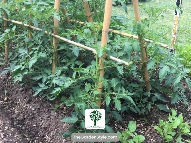 bamboo tomato trellis