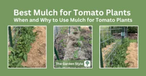 best mulch for tomato plants