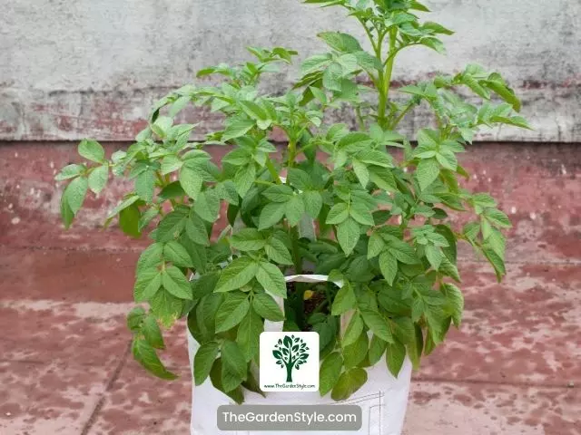 caring for container potatoes